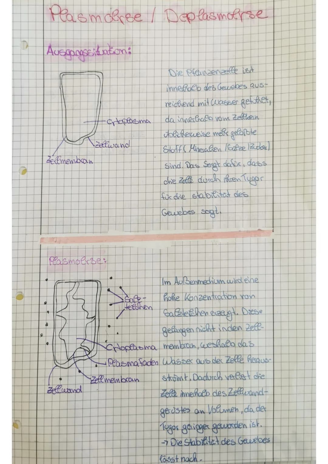 D
0
Plasmdree
Auscamossituation:
Zellmembran
a
•
-croplasma
Plasmoerse:
Zellwand
Zellwand
Deplasmoerse
Sale-
Helchen
Die Pflanzenzelle ist
i