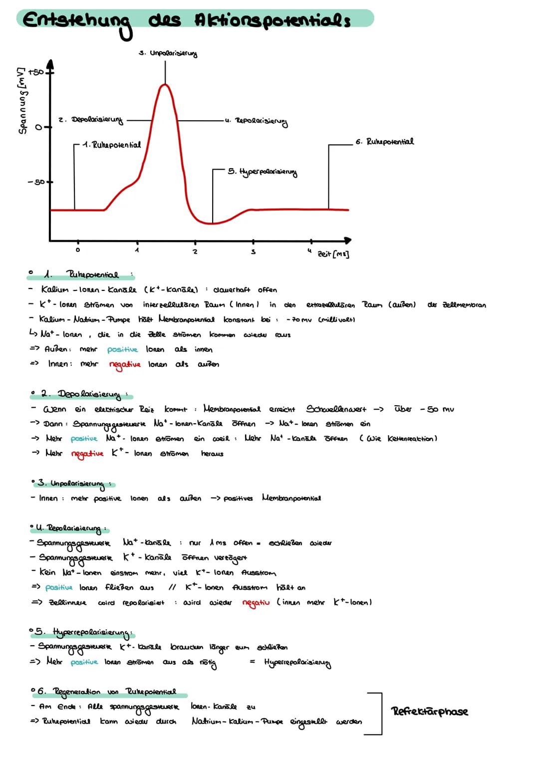 Entstehung des Aktionspotentials
[w] Sunwunds
-50+
O 1.
2. Depolarisierung
O
3. Unpolarisierung
1. Ruhepotential
Pukepotential
Kalium-Ionen-