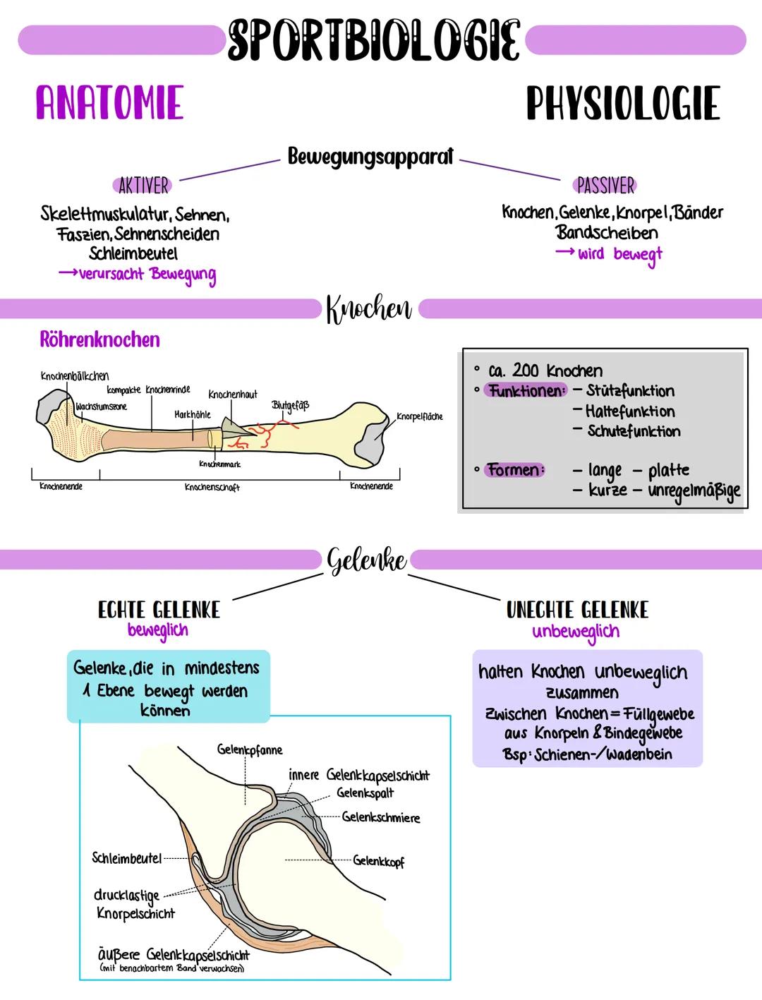ANATOMIE
AKTIVER
Skelettmuskulatur, Sehnen,
Faszien, Sehnenscheiden
Schleimbeutel
→verursacht Bewegung
Röhrenknochen
Knochenbälkchen
Knochen