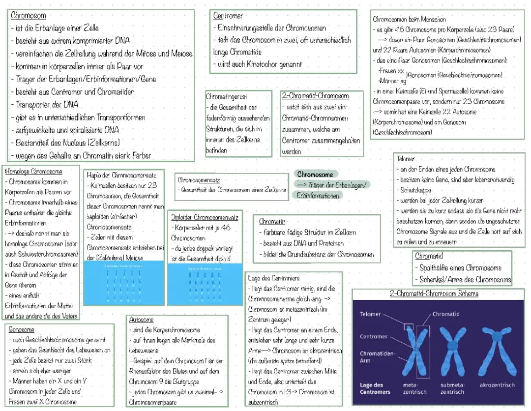 Chromosomen 
