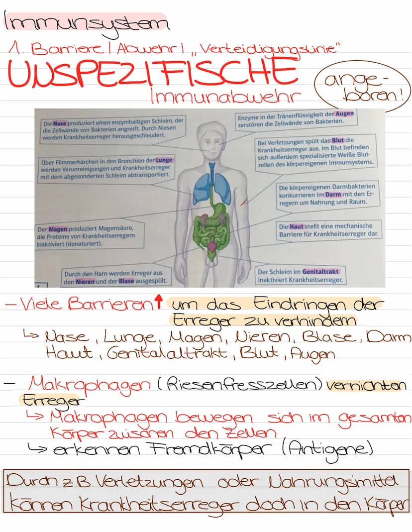 Allergien
any dul
watshsunuw-
-Bakterien
- الصا Viron
Erbsubs-
tanz
Senthält
ale Infor-
mationen
zum Bau
heuer Viren
Proteine
Gragen aus
Huu