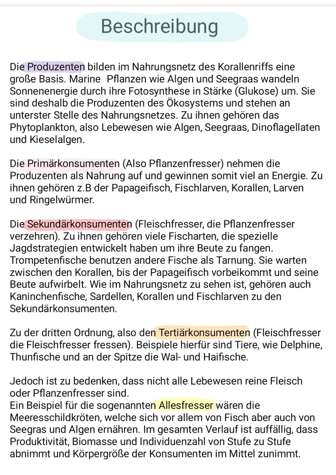 Beschreibung
Die Produzenten bilden im Nahrungsnetz des Korallenriffs eine
große Basis. Marine Pflanzen wie Algen und Seegraas wandeln
Sonne