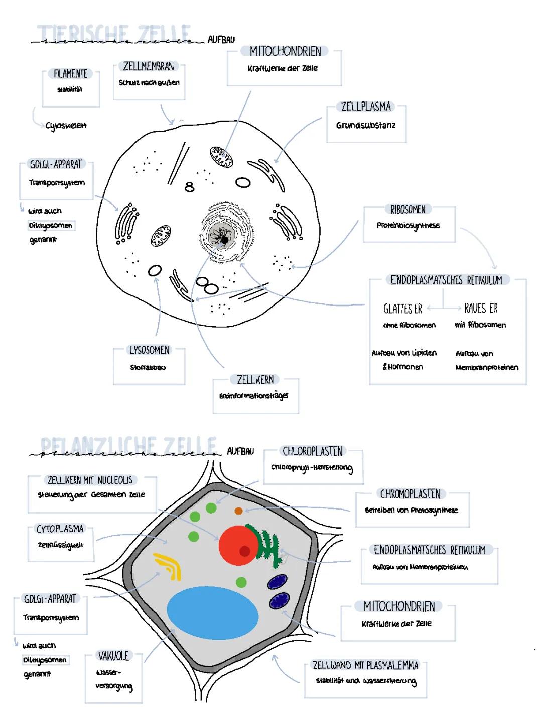 Tierische und Pflanzliche Zelle