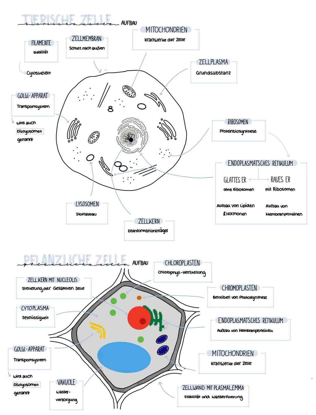 6
S
TIERISCHE ZELAUFBAU
FILAMENTE
Stabilität
Cyloskelett
GOLGI-APPARAT
Transportsystem
wird auch
Diktyosomen
genannt
مسميهم
CYTOPLASMA
zellf