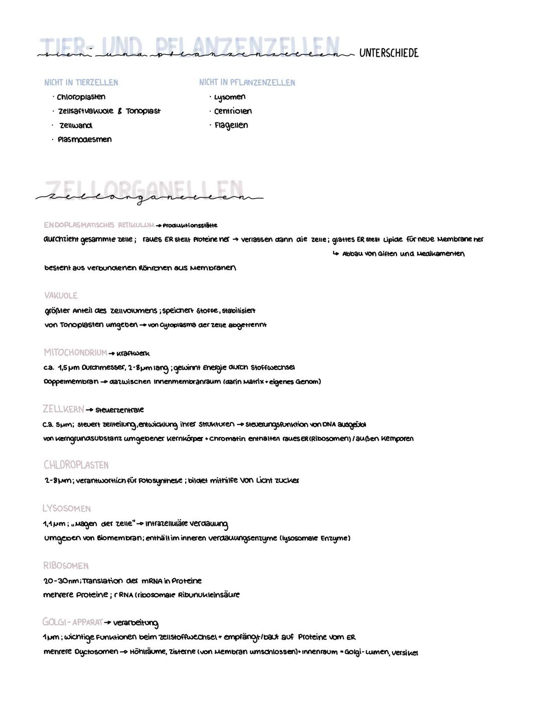 6
S
TIERISCHE ZELAUFBAU
FILAMENTE
Stabilität
Cyloskelett
GOLGI-APPARAT
Transportsystem
wird auch
Diktyosomen
genannt
مسميهم
CYTOPLASMA
zellf