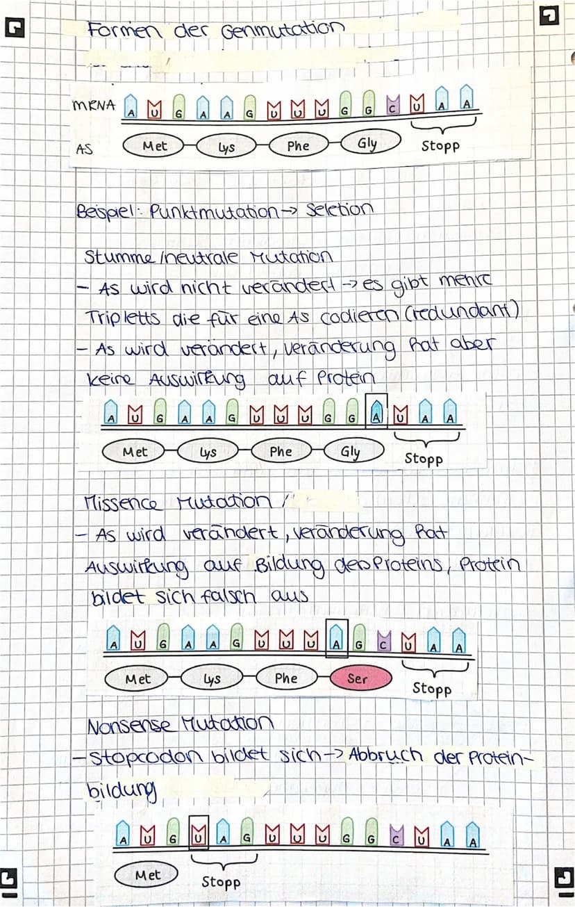 L
Genmutation
Veränderung der genetischen Information einer
Zelle: Basensequenz der DNA wird verändert
Ursachen
- spontan + ungerichtet -> z