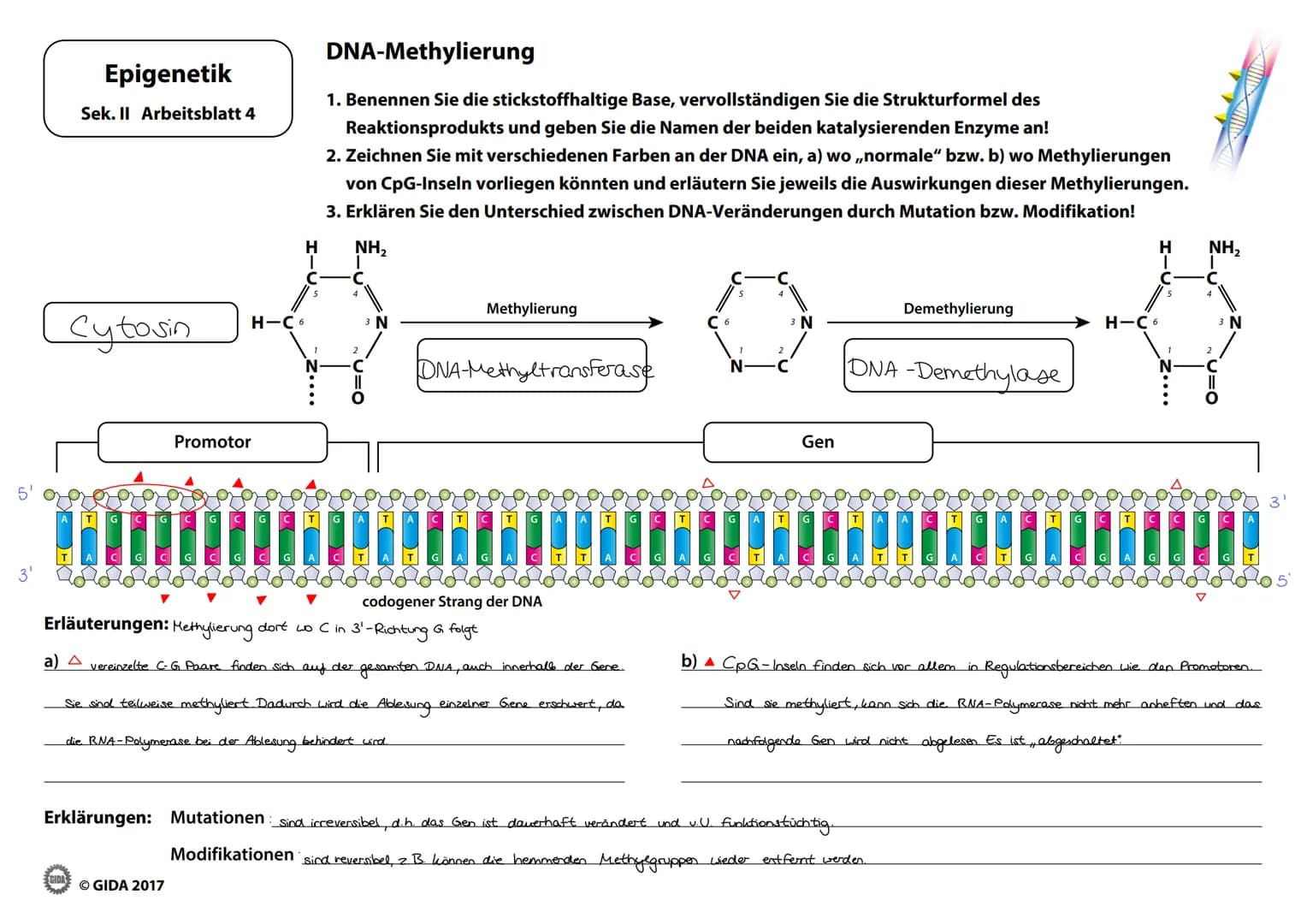 3'
Epigenetik
Sek. II Arbeitsblatt 4
Cytosin
A T G
T
H-C6
Promotor
H
T
C
agengesangene
Ⓒ GIDA 2017
IN
DNA-Methylierung
1. Benennen Sie die s