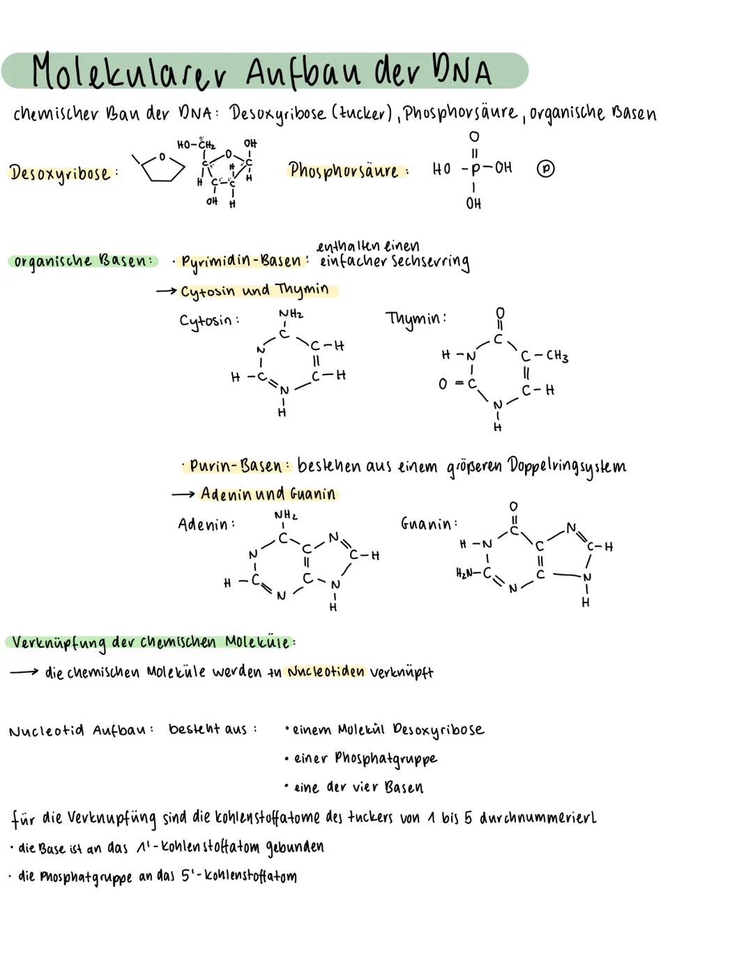 Molekularer Aufbau der DNA
chemischer Bau der DNA: Desoxyribose (Zucker), Phosphorsäure, organische Basen
O
Desoxyribose:
HO-CHI
Ski
OH H
OH