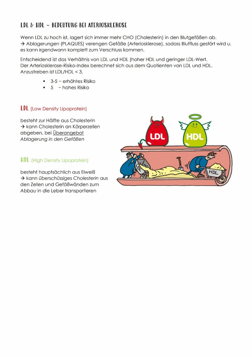 P1 ABITUR
Apoplex
PATHOGENESE DES SCHLAGANFALLS
I. TRANSITORISCH ISCHÄMISCHE ATTACKE (TIA)
TIA, eine Vorstufe des Schlaganfalls. Es kommt zu