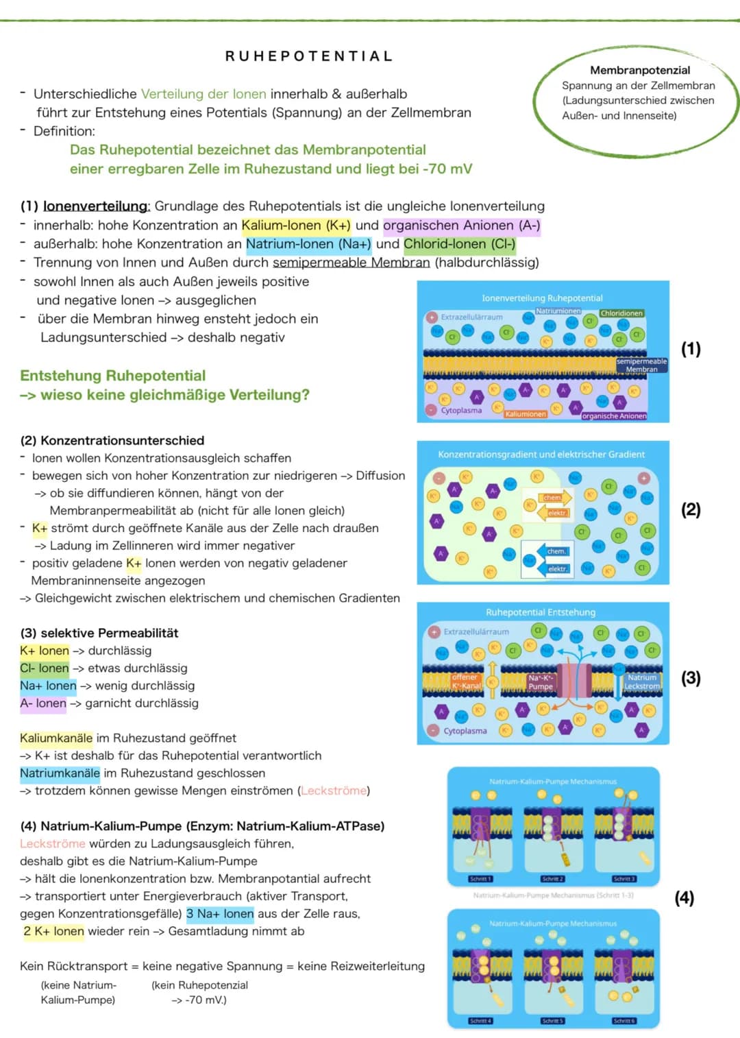 - Unterschiedliche Verteilung der lonen innerhalb & außerhalb
führt zur Entstehung eines Potentials (Spannung) an der Zellmembran
- Definiti