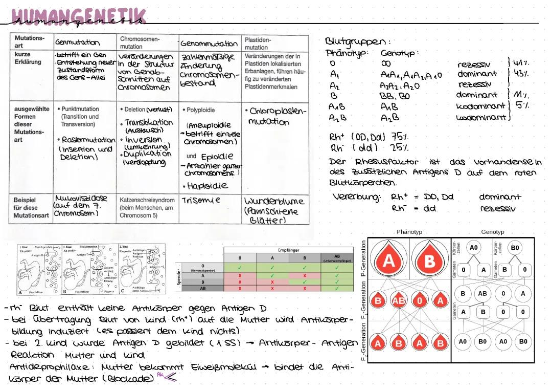 Zusammenfassung Humangenetik 