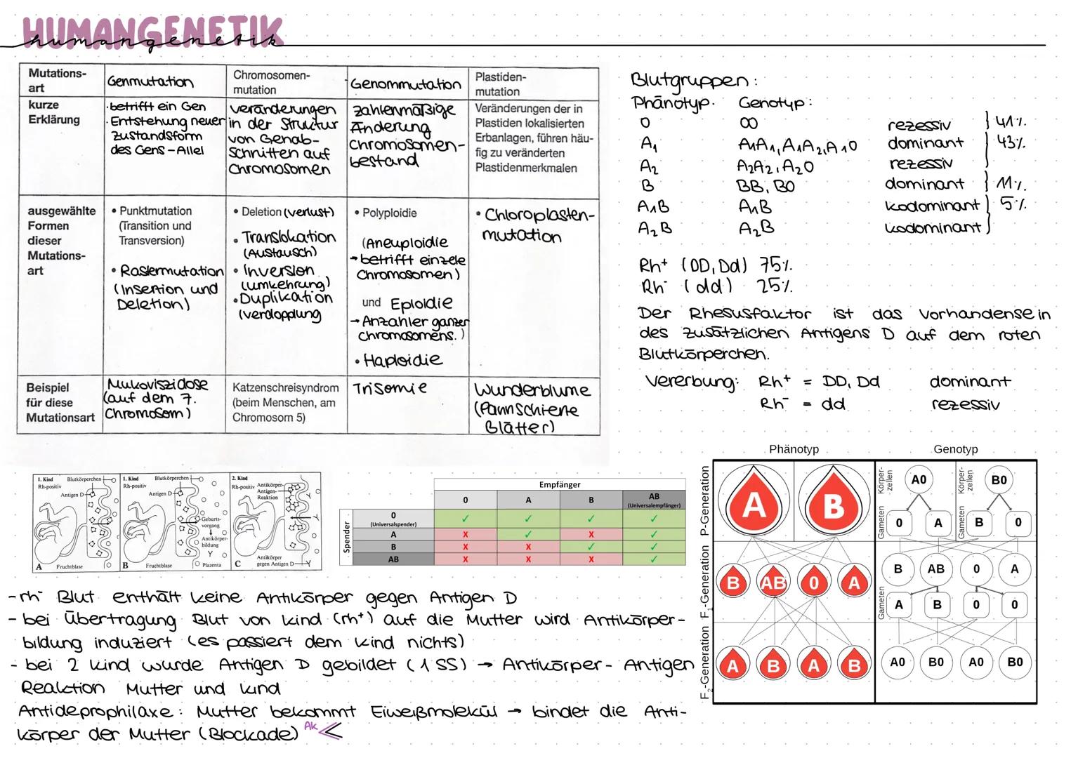 HUMANGEMETIK
Mutations-
art
kurze
Erklärung
ausgewählte
Formen
dieser
Mutations-
art
Beispiel
für diese
Mutationsart
1. Kind
Rh-positiv
Blut