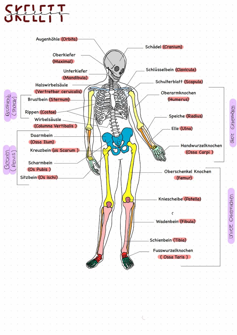 بهر طف منه
AUFGABEN
-Stabilisierung des Körpers
-Schutz der Organe
-Speicherung von Kalzium
-enthalten das Knochenmark
TYPEN
Röhrenknochen
-