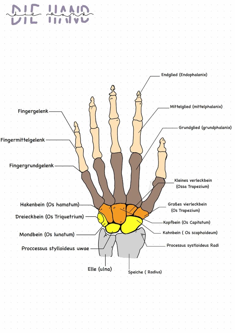 بهر طف منه
AUFGABEN
-Stabilisierung des Körpers
-Schutz der Organe
-Speicherung von Kalzium
-enthalten das Knochenmark
TYPEN
Röhrenknochen
-