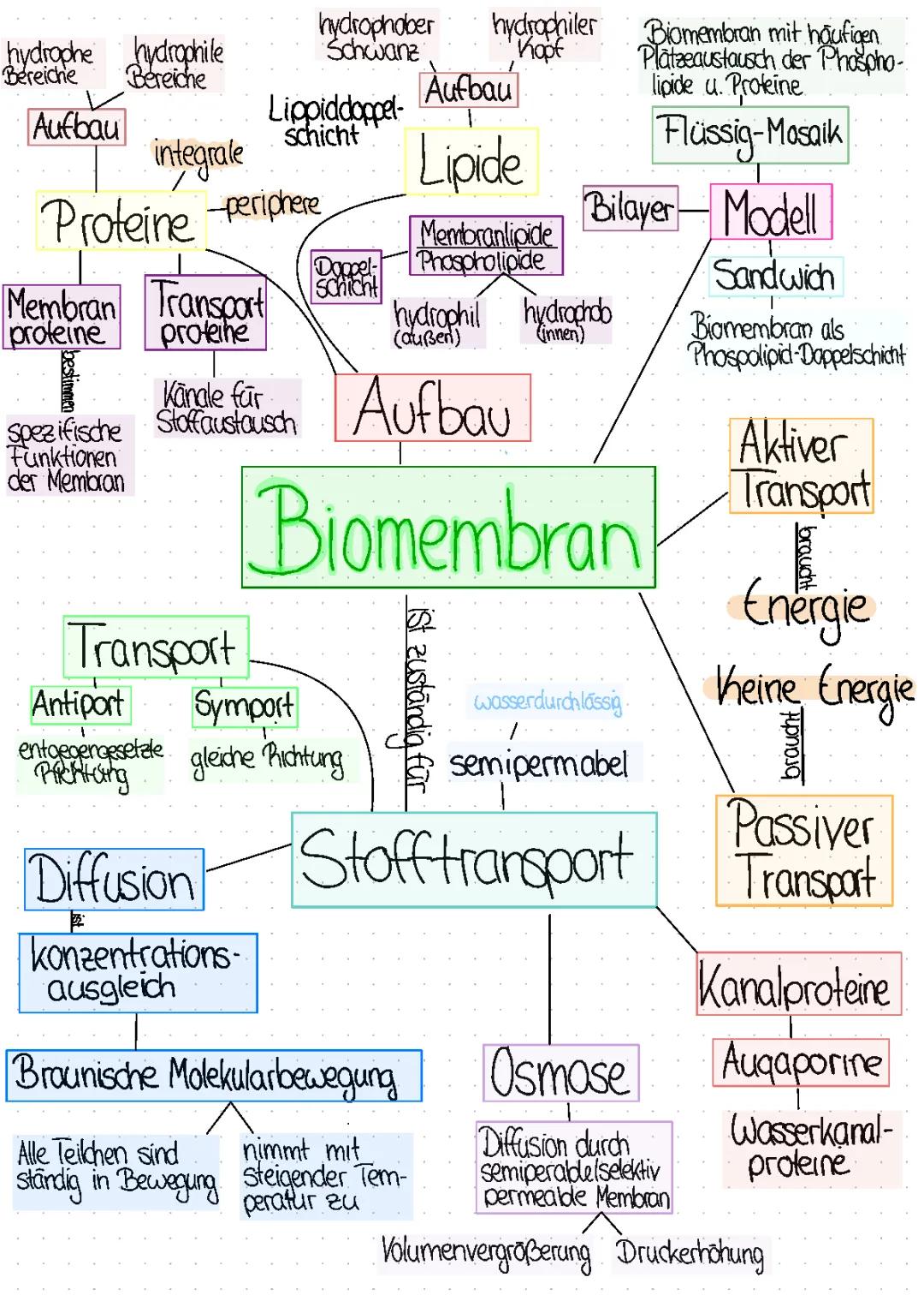 Biomembran und Phospholipide: Alles über Aufbau und Funktion