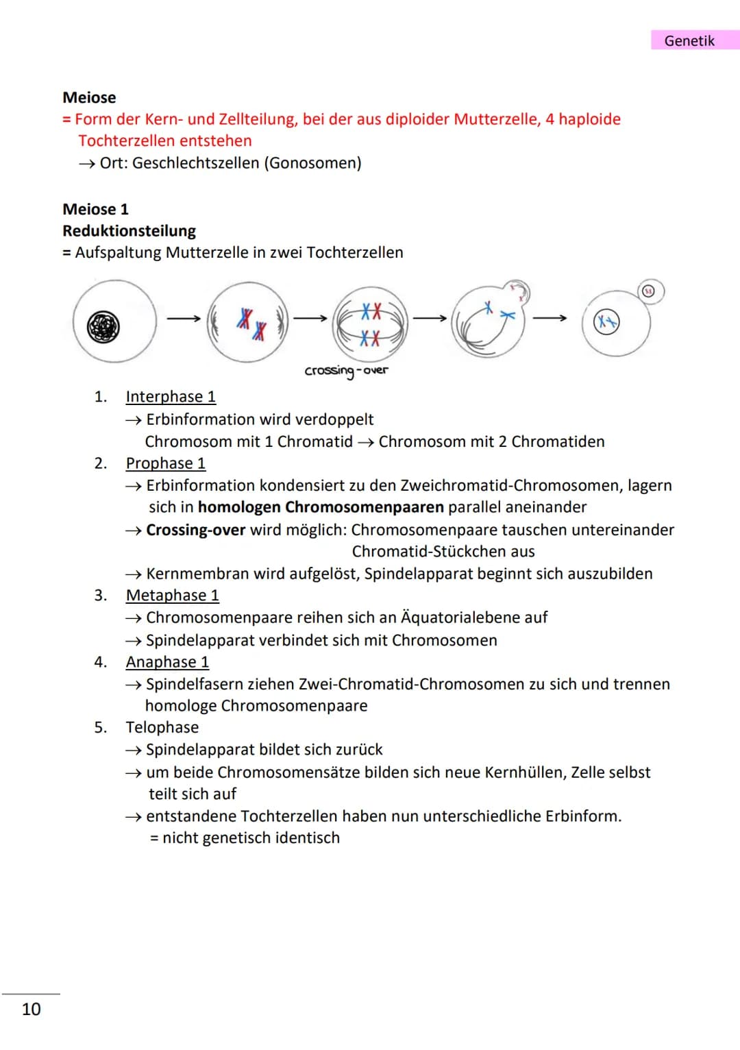 1
wichtige Begriffe
Population
Variabilität
Vererbung
Art
Gen
Allel
haploid
diploid
Mutation
Modifikation
Chromatin
Chromosom
Chromatid
Cent
