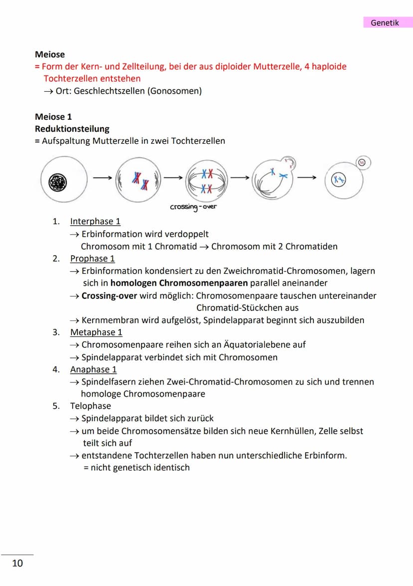 1
wichtige Begriffe
Population
Variabilität
Vererbung
Art
Gen
Allel
haploid
diploid
Mutation
Modifikation
Chromatin
Chromosom
Chromatid
Cent