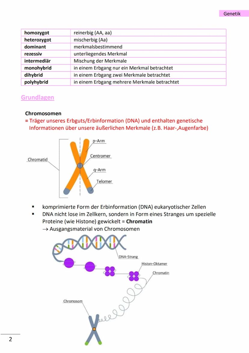 1
wichtige Begriffe
Population
Variabilität
Vererbung
Art
Gen
Allel
haploid
diploid
Mutation
Modifikation
Chromatin
Chromosom
Chromatid
Cent