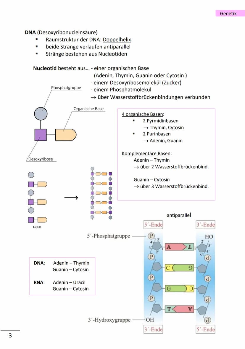 1
wichtige Begriffe
Population
Variabilität
Vererbung
Art
Gen
Allel
haploid
diploid
Mutation
Modifikation
Chromatin
Chromosom
Chromatid
Cent