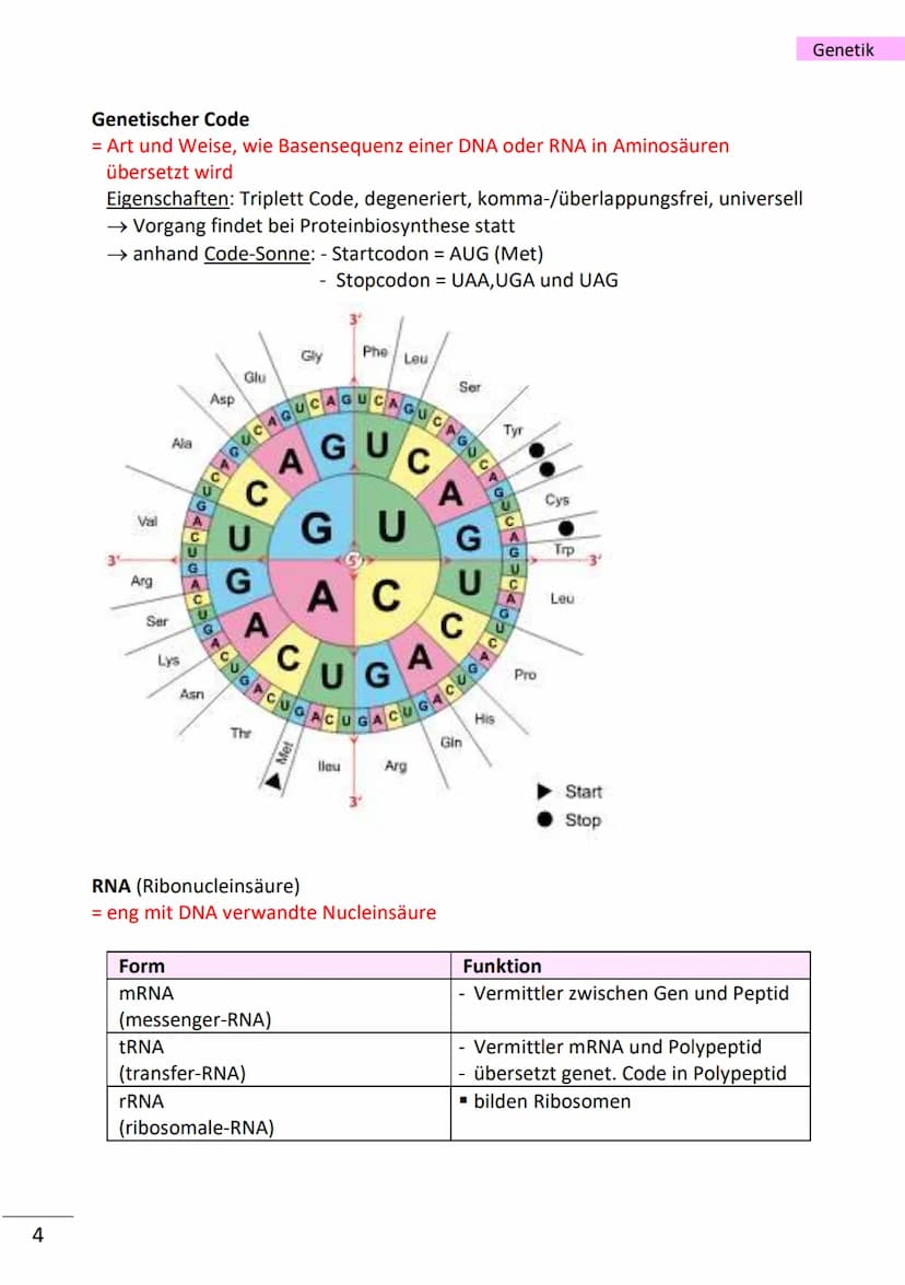 1
wichtige Begriffe
Population
Variabilität
Vererbung
Art
Gen
Allel
haploid
diploid
Mutation
Modifikation
Chromatin
Chromosom
Chromatid
Cent