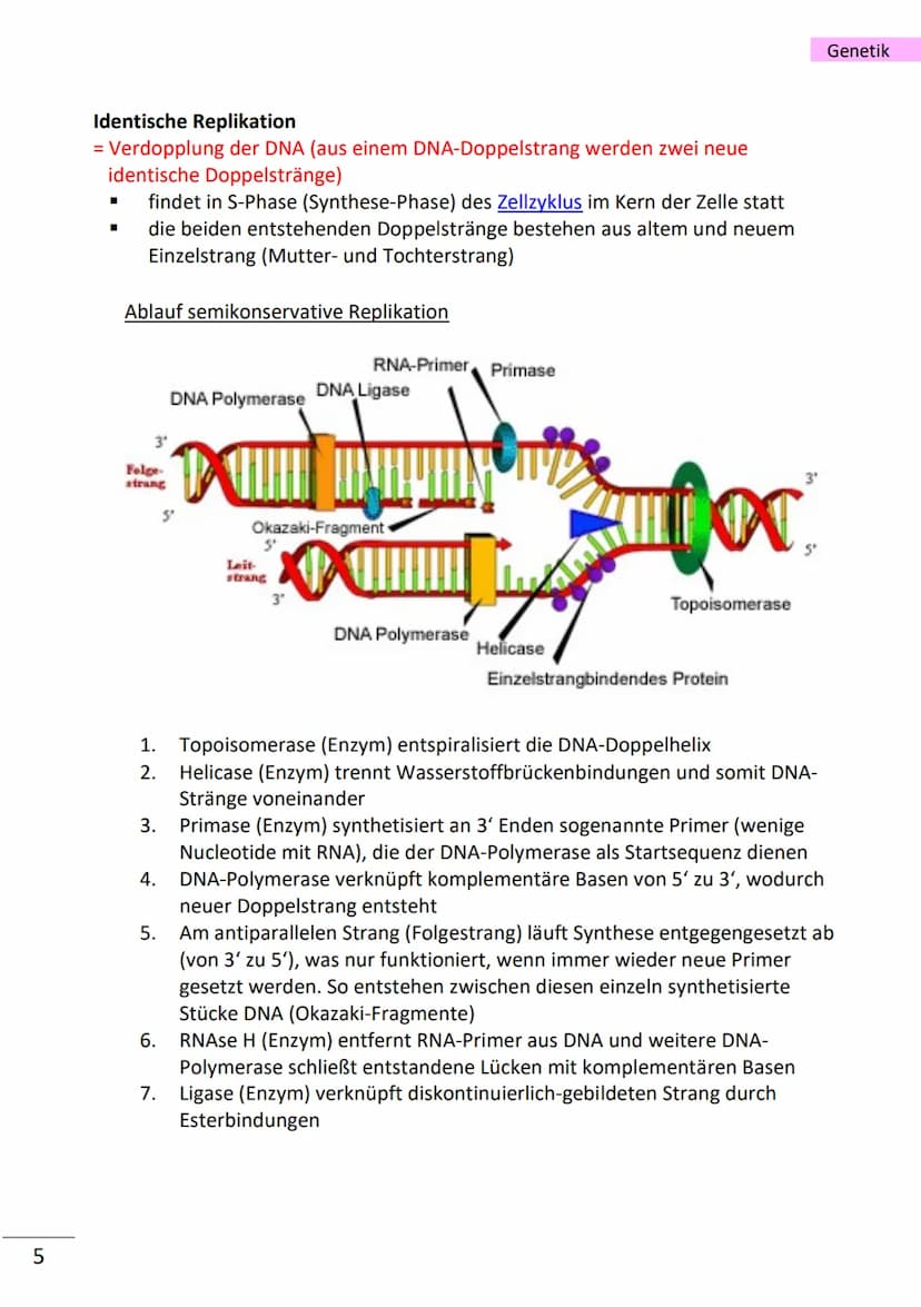 1
wichtige Begriffe
Population
Variabilität
Vererbung
Art
Gen
Allel
haploid
diploid
Mutation
Modifikation
Chromatin
Chromosom
Chromatid
Cent