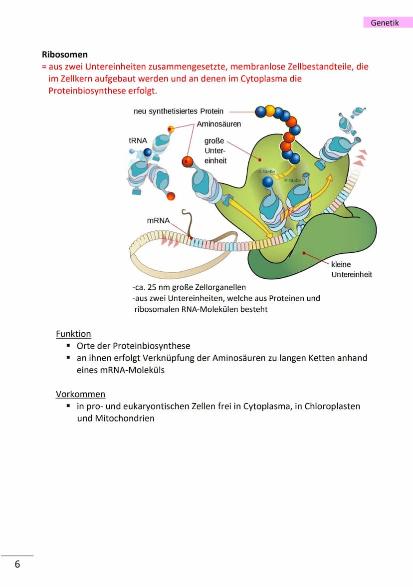1
wichtige Begriffe
Population
Variabilität
Vererbung
Art
Gen
Allel
haploid
diploid
Mutation
Modifikation
Chromatin
Chromosom
Chromatid
Cent