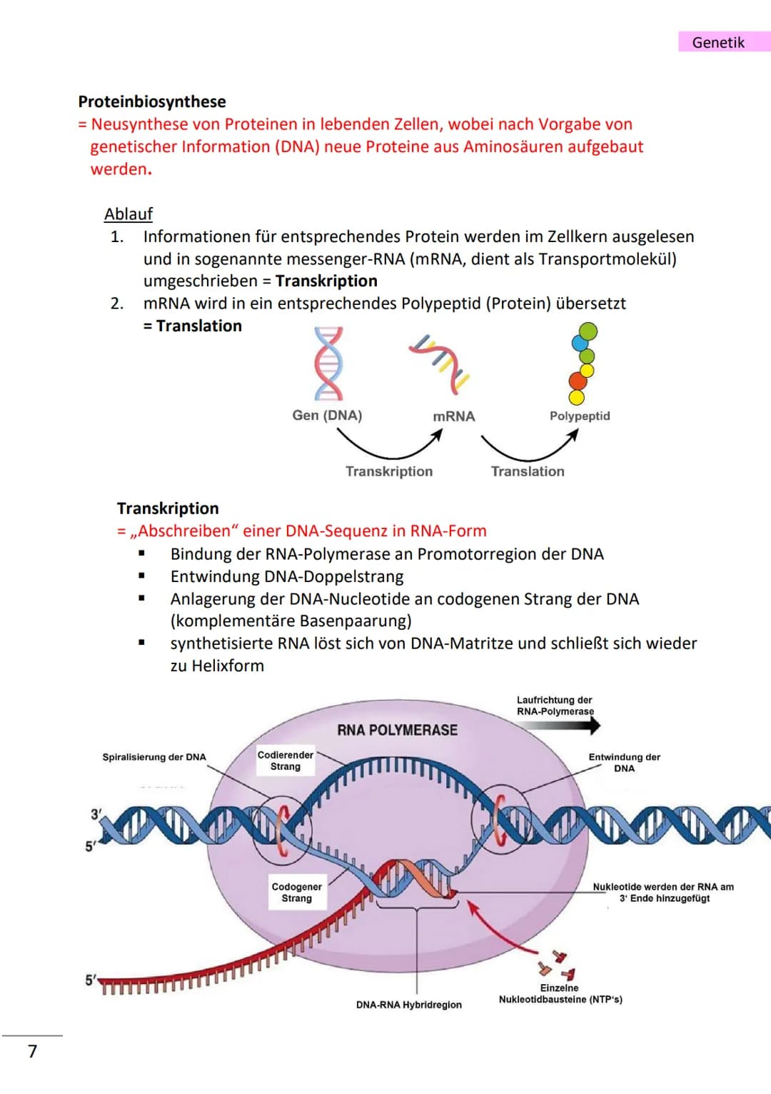1
wichtige Begriffe
Population
Variabilität
Vererbung
Art
Gen
Allel
haploid
diploid
Mutation
Modifikation
Chromatin
Chromosom
Chromatid
Cent