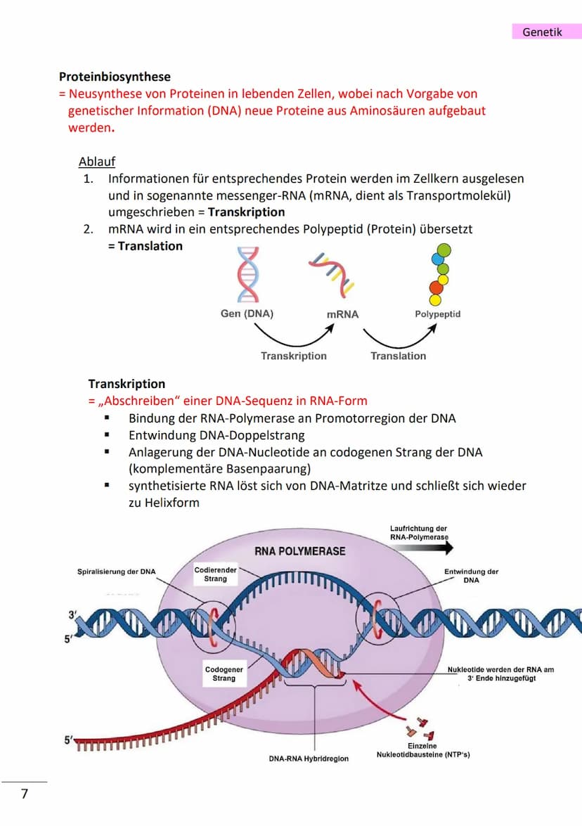 1
wichtige Begriffe
Population
Variabilität
Vererbung
Art
Gen
Allel
haploid
diploid
Mutation
Modifikation
Chromatin
Chromosom
Chromatid
Cent