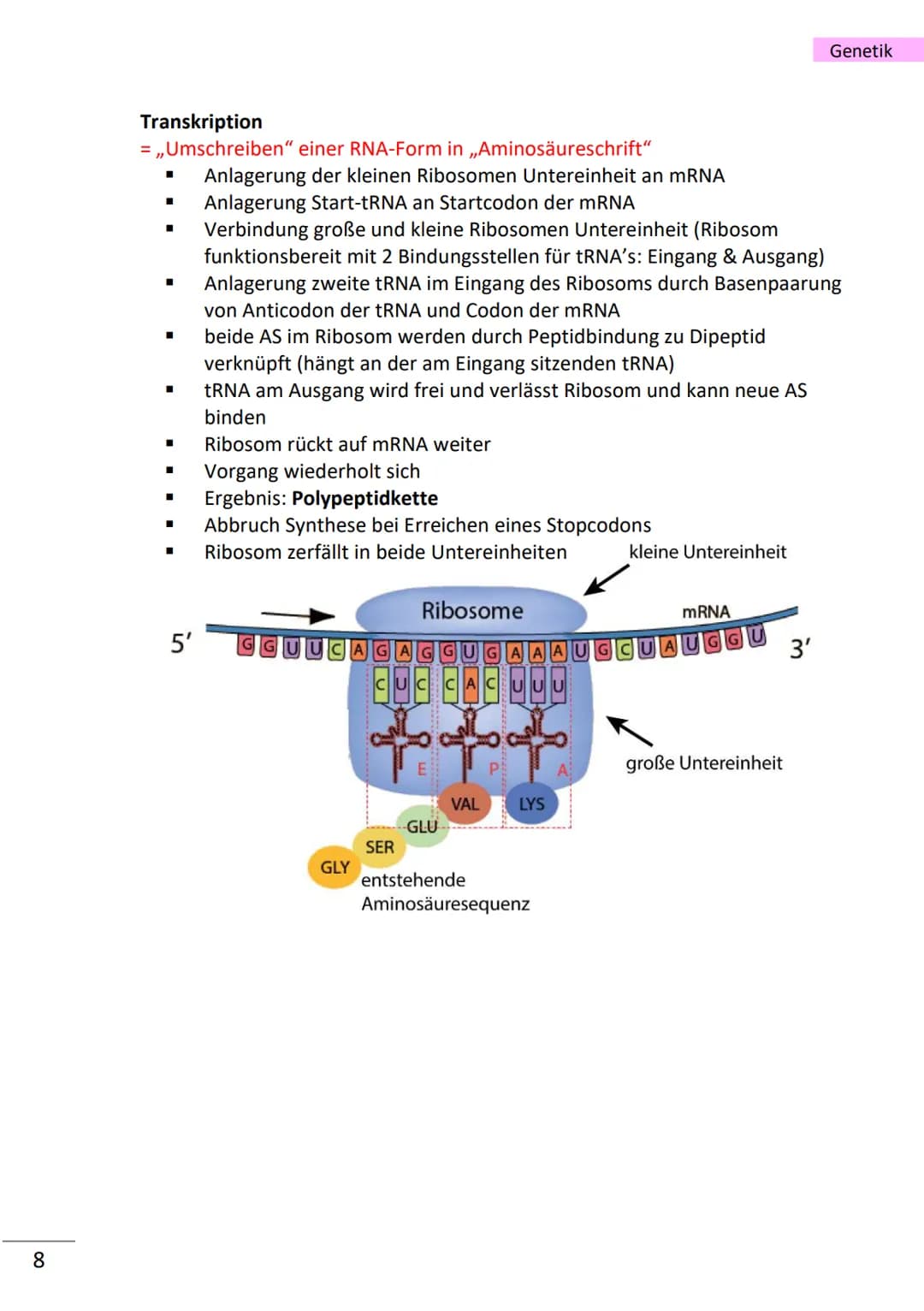 1
wichtige Begriffe
Population
Variabilität
Vererbung
Art
Gen
Allel
haploid
diploid
Mutation
Modifikation
Chromatin
Chromosom
Chromatid
Cent