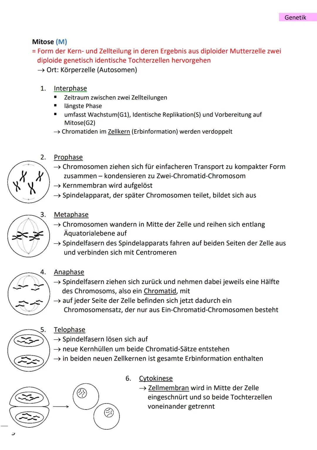 1
wichtige Begriffe
Population
Variabilität
Vererbung
Art
Gen
Allel
haploid
diploid
Mutation
Modifikation
Chromatin
Chromosom
Chromatid
Cent
