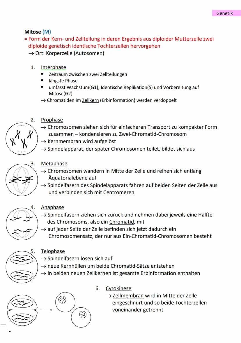 1
wichtige Begriffe
Population
Variabilität
Vererbung
Art
Gen
Allel
haploid
diploid
Mutation
Modifikation
Chromatin
Chromosom
Chromatid
Cent