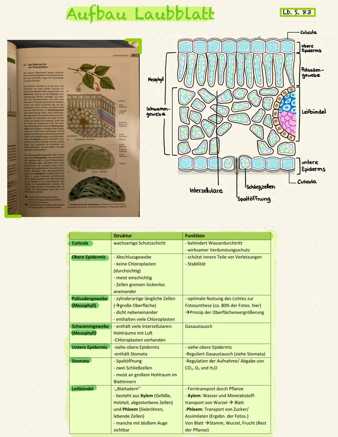3.3 Das Blatt als Ort
der Fotosynthese
grünen Pfaszentele können aufgrund
Chionophyligehalten Fotorysthese betr
ben. Das eigentliche Organ d