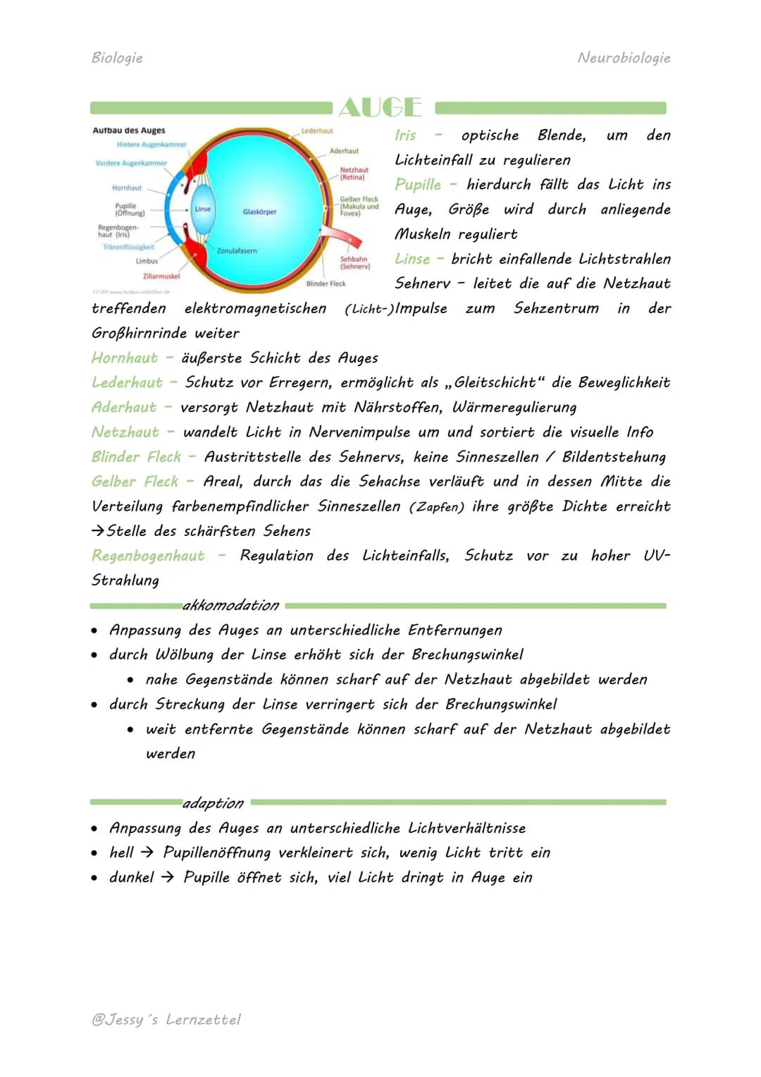 Biologie
Aufbau des Auges
Vordere Augenkammer
Hintere Augenkammer
●
Hornhaut
Regenbogen-
haut (Iris)
Tränenflüssigkeit
Pupille
(Offnung)
●
L