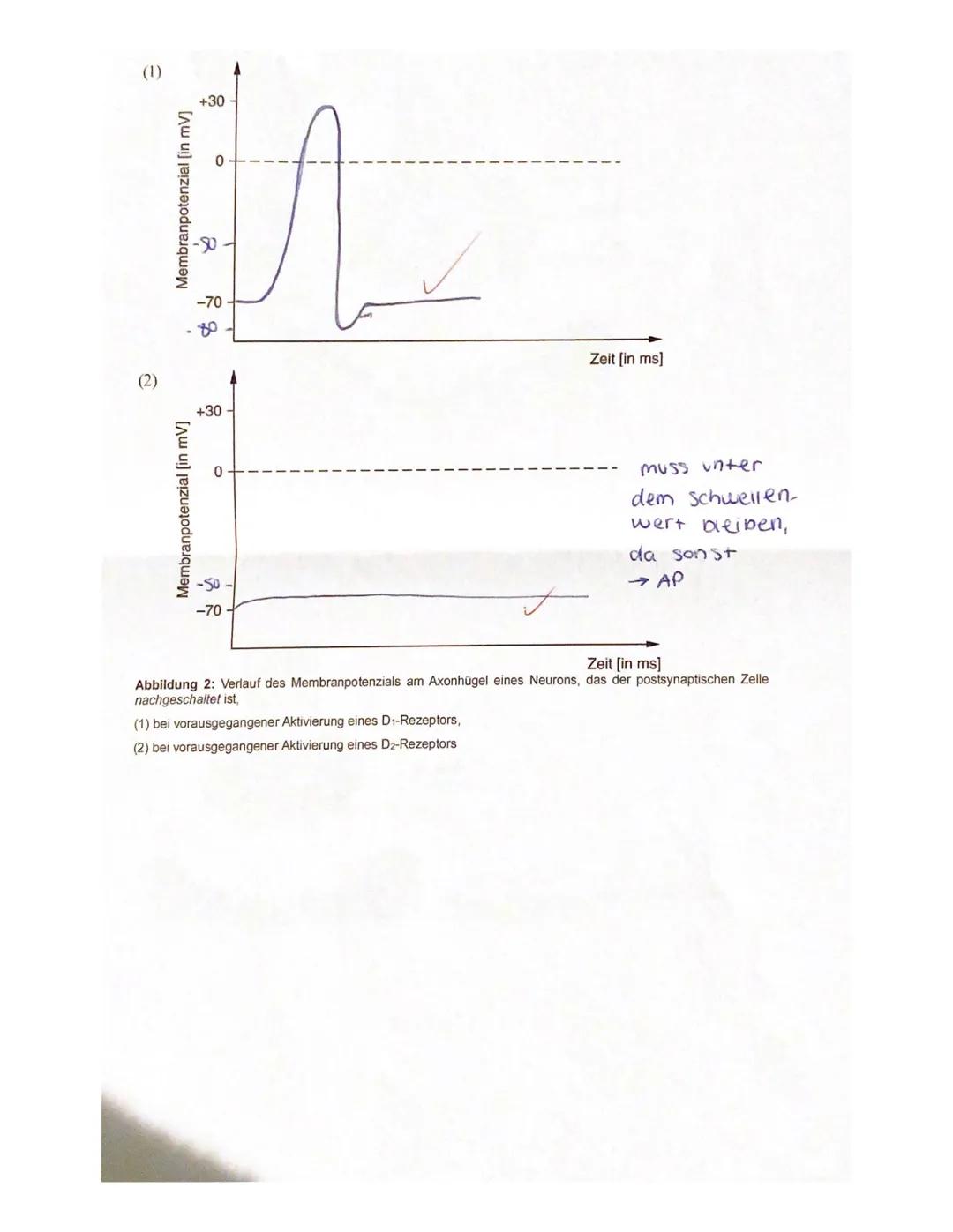Biologie-Leistungskurs 1. Klausur - Neurophysiologie
Notenpunkte: Falk
Punkte (BE): 95 /100
Wörter:
Fehlerindex:
12 7
2,
Anmerkung: Verwende