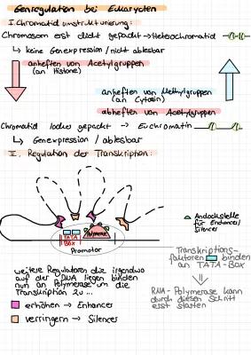 Know Genetik: Genregulation  thumbnail