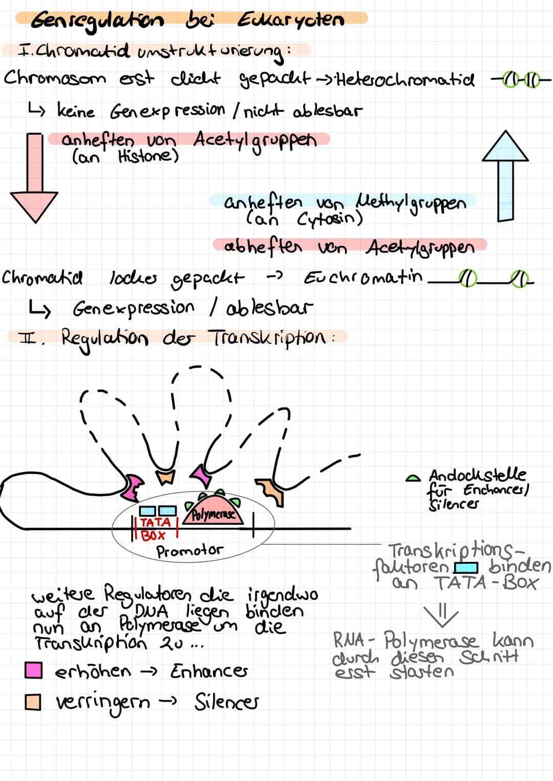 Genregulation bei Prokaryoten
m-RNA des
Repressors
Repressor
Substratinduktion
Bsp: lac - Opesons
Ausgangssituation:
m-RNA des
Repressors
Pr