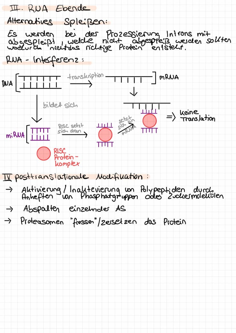 Genregulation bei Prokaryoten
m-RNA des
Repressors
Repressor
Substratinduktion
Bsp: lac - Opesons
Ausgangssituation:
m-RNA des
Repressors
Pr