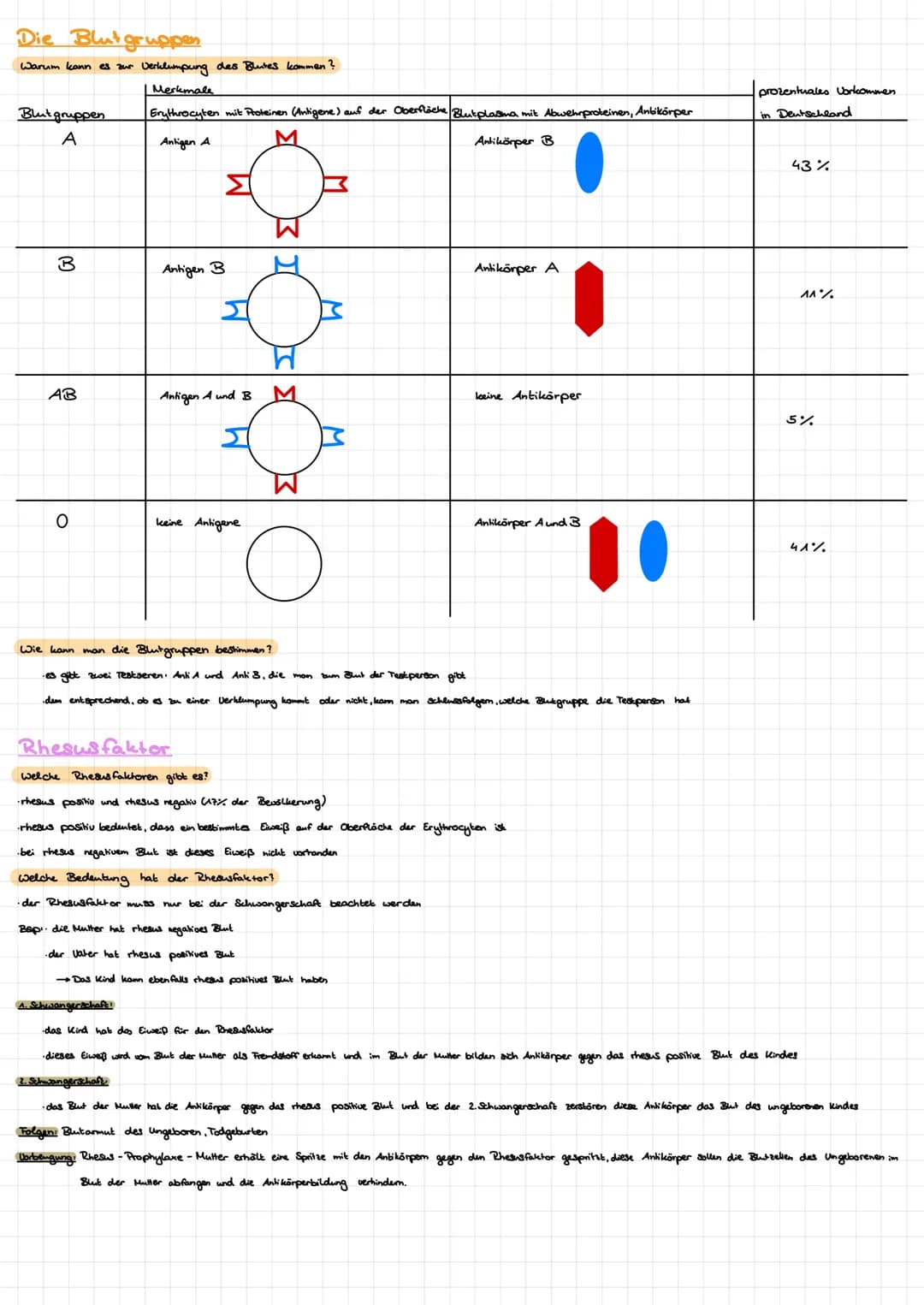 Die Blutgruppen
Warum kann es zur Verklumpung des Blutes kommen?
Merkmale
Erythrocyten mit Proteinen (Antigene) auf der Oberfläche Blutplasm