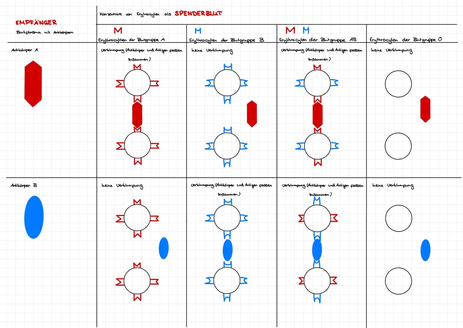 Die Blutgruppen
Warum kann es zur Verklumpung des Blutes kommen?
Merkmale
Erythrocyten mit Proteinen (Antigene) auf der Oberfläche Blutplasm