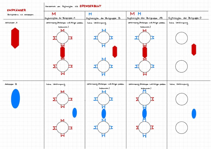 Die Blutgruppen
Warum kann es zur Verklumpung des Blutes kommen?
Merkmale
Erythrocyten mit Proteinen (Antigene) auf der Oberfläche Blutplasm