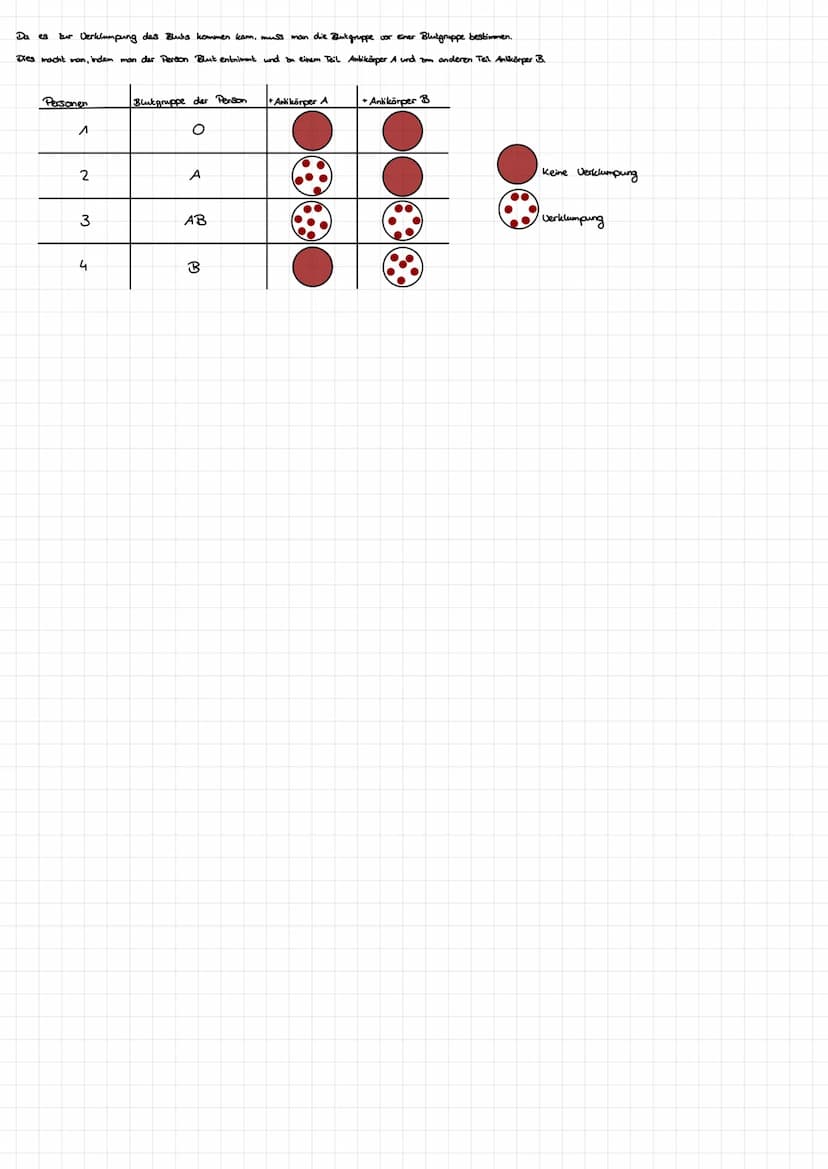 Die Blutgruppen
Warum kann es zur Verklumpung des Blutes kommen?
Merkmale
Erythrocyten mit Proteinen (Antigene) auf der Oberfläche Blutplasm