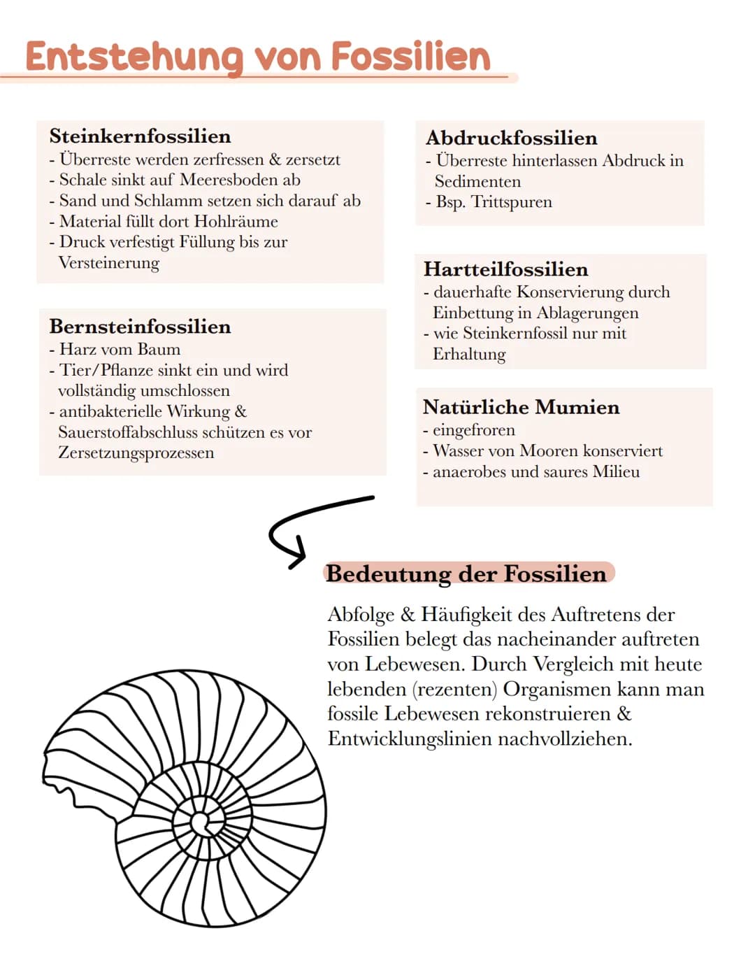 Entstehung von Fossilien
Steinkernfossilien
Überreste werden zerfressen & zersetzt
- Schale sinkt auf Meeresboden ab
- Sand und Schlamm setz