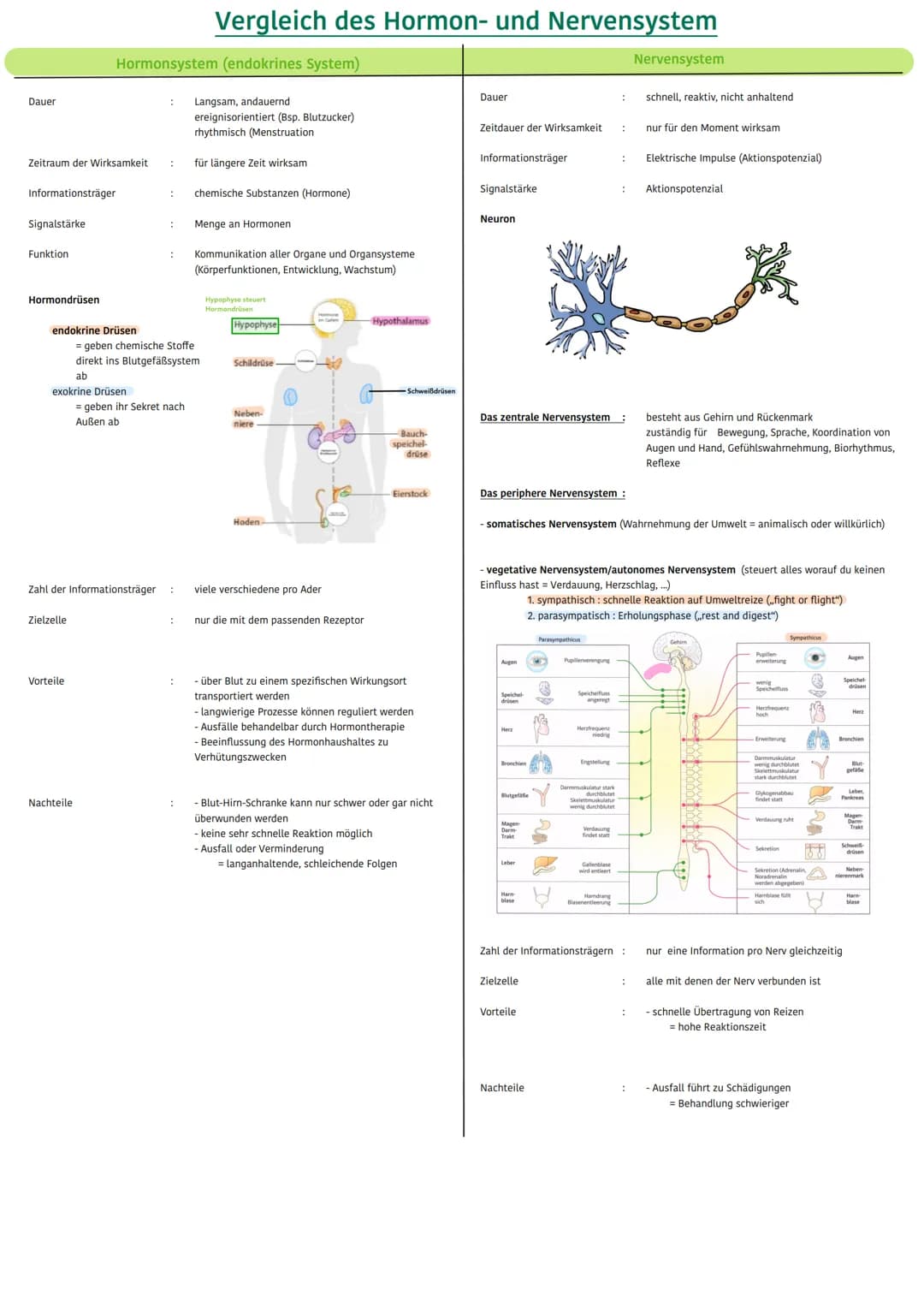 
<p>Das Hormonsystem, auch bekannt als endokrines System, umfasst hormonproduzierende Drüsen, die chemische Substanzen, Hormone genannt, dir