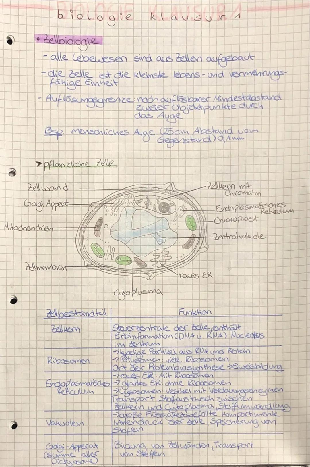 Zellorganellen: Funktionen und Unterschiede leicht erklärt – Tabelle und PDF