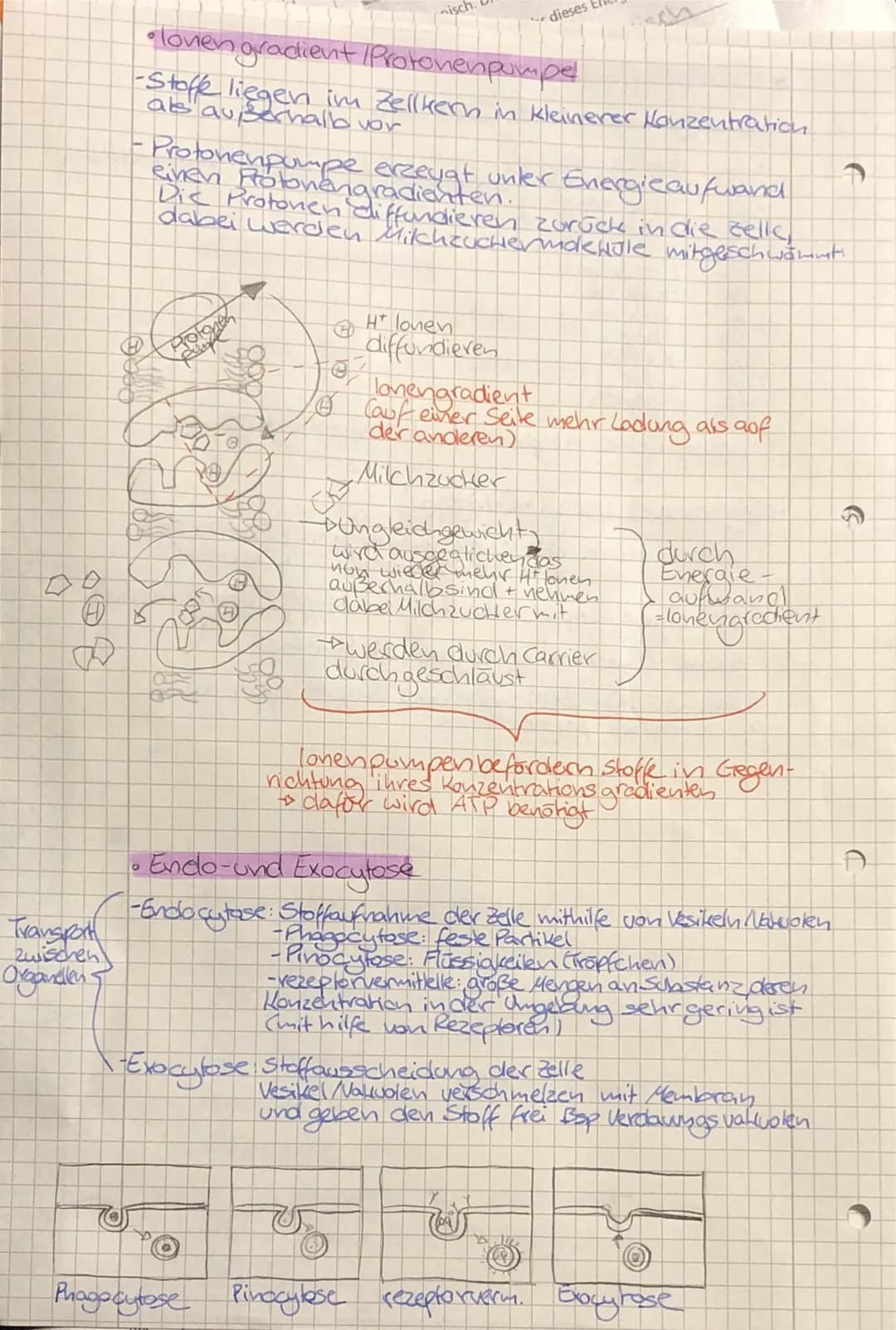 •
TO
biologie
• Zellbiologie
- alle Lebewesen sind aus Zellen
aufgebaut
-die Zelle ist die kleinste lebens- und vermehrungs-
fähige Einheit
