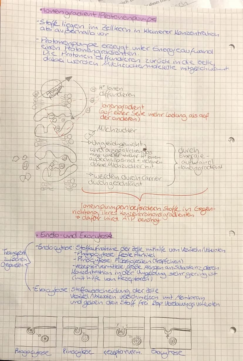 •
TO
biologie
• Zellbiologie
- alle Lebewesen sind aus Zellen
aufgebaut
-die Zelle ist die kleinste lebens- und vermehrungs-
fähige Einheit
