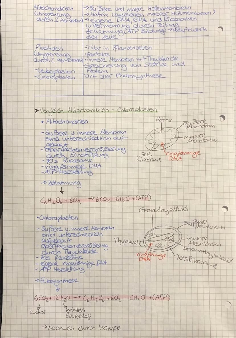 •
TO
biologie
• Zellbiologie
- alle Lebewesen sind aus Zellen
aufgebaut
-die Zelle ist die kleinste lebens- und vermehrungs-
fähige Einheit
