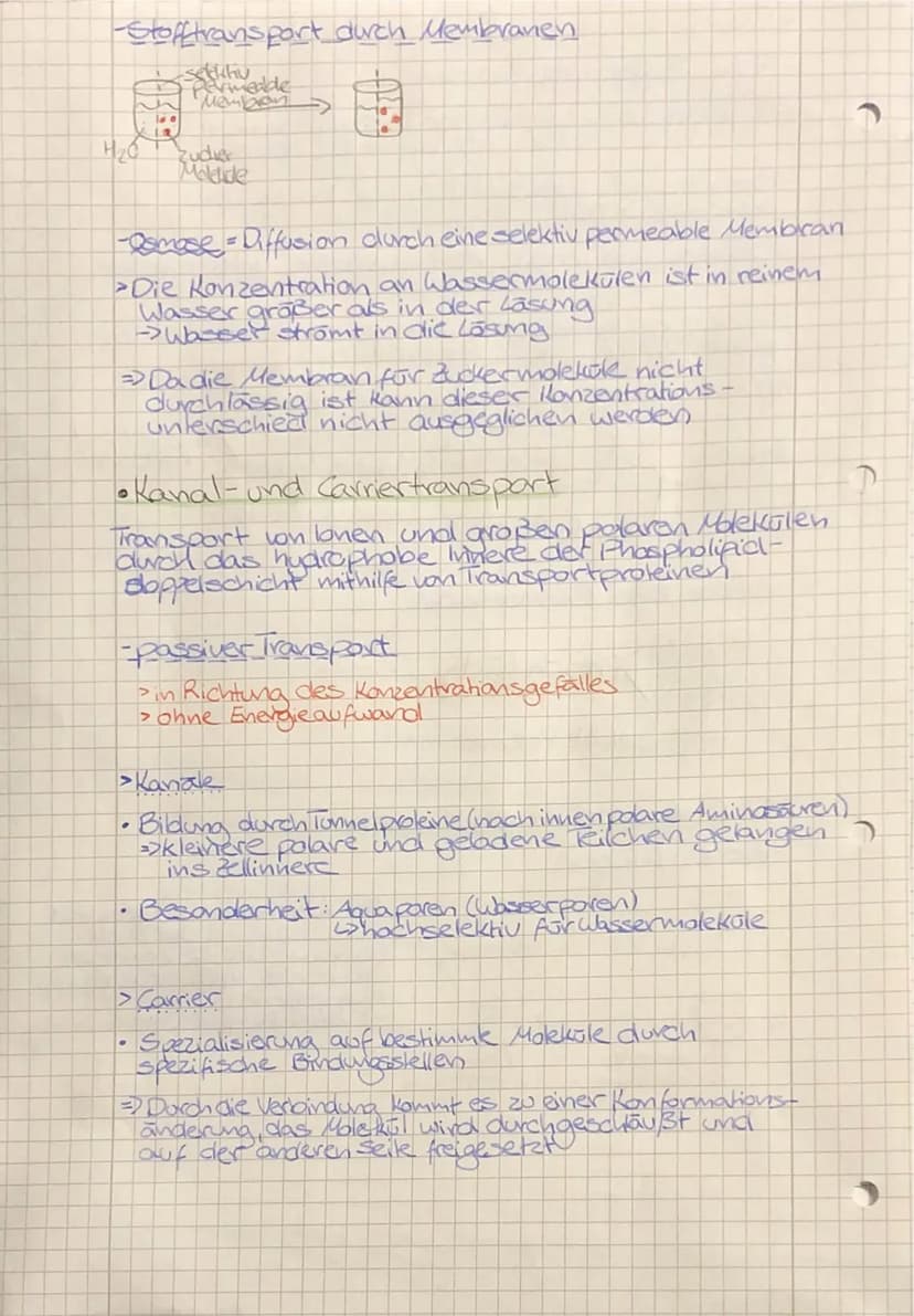 •
TO
biologie
• Zellbiologie
- alle Lebewesen sind aus Zellen
aufgebaut
-die Zelle ist die kleinste lebens- und vermehrungs-
fähige Einheit
