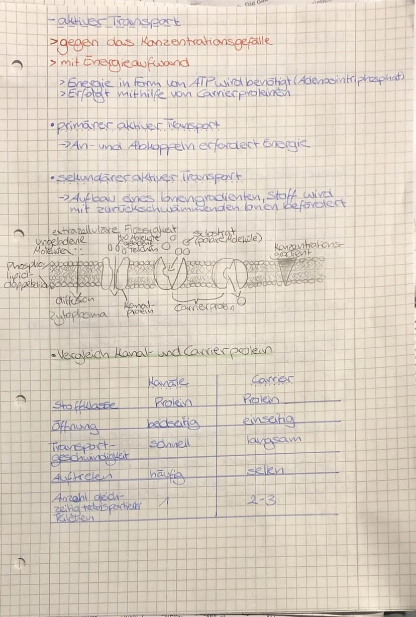 •
TO
biologie
• Zellbiologie
- alle Lebewesen sind aus Zellen
aufgebaut
-die Zelle ist die kleinste lebens- und vermehrungs-
fähige Einheit
