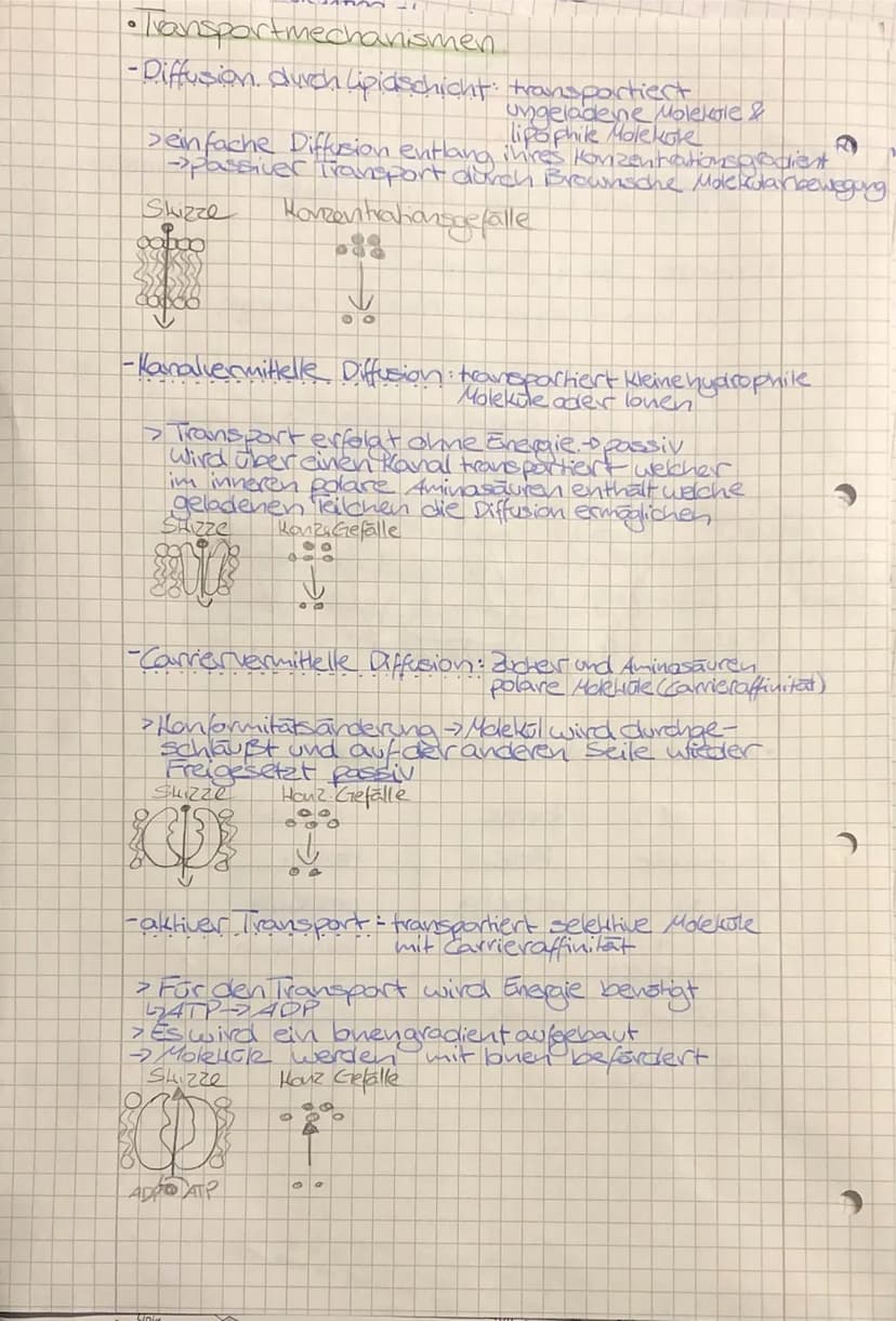 •
TO
biologie
• Zellbiologie
- alle Lebewesen sind aus Zellen
aufgebaut
-die Zelle ist die kleinste lebens- und vermehrungs-
fähige Einheit
